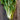 Fordhook Swiss Chard (58 Days) - Vegetables