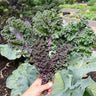 Frise Rouge Kale (Organic 55 Days) - Vegetables