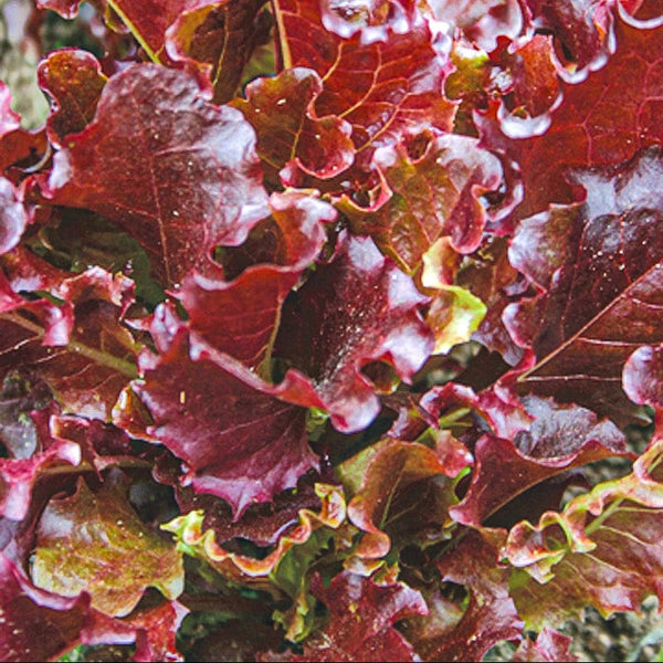 Gabriella Lettuce (50 Days) – Pinetree Garden Seeds