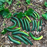 Summer Dance Cucumber (F1 Hybrid 70 Days) - Vegetables