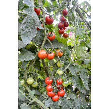 Gardeners Delight Tomato (67 Days) - Vegetables