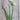 Geisha Garlic Chives - Herbs