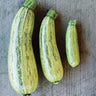 Genovese Summer Squash (55 Days) - Vegetables