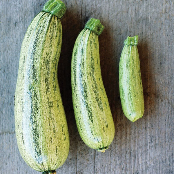 Genovese Summer Squash (55 Days) – Pinetree Garden Seeds