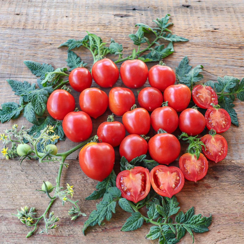 geranium kiss tomato seeds Geranium Kiss Tomato (68 Days)
