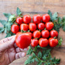 Geranium Kiss Tomato (68 Days) - Vegetables