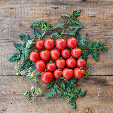 Geranium Kiss Tomato (68 Days) - Vegetables