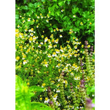 German Chamomile