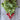 German Giant Radish (Heirloom 37 Days) - Vegetables