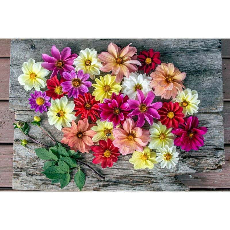 giant hybrid mix dahlia seed Giant Hybrid Mix Dahlia