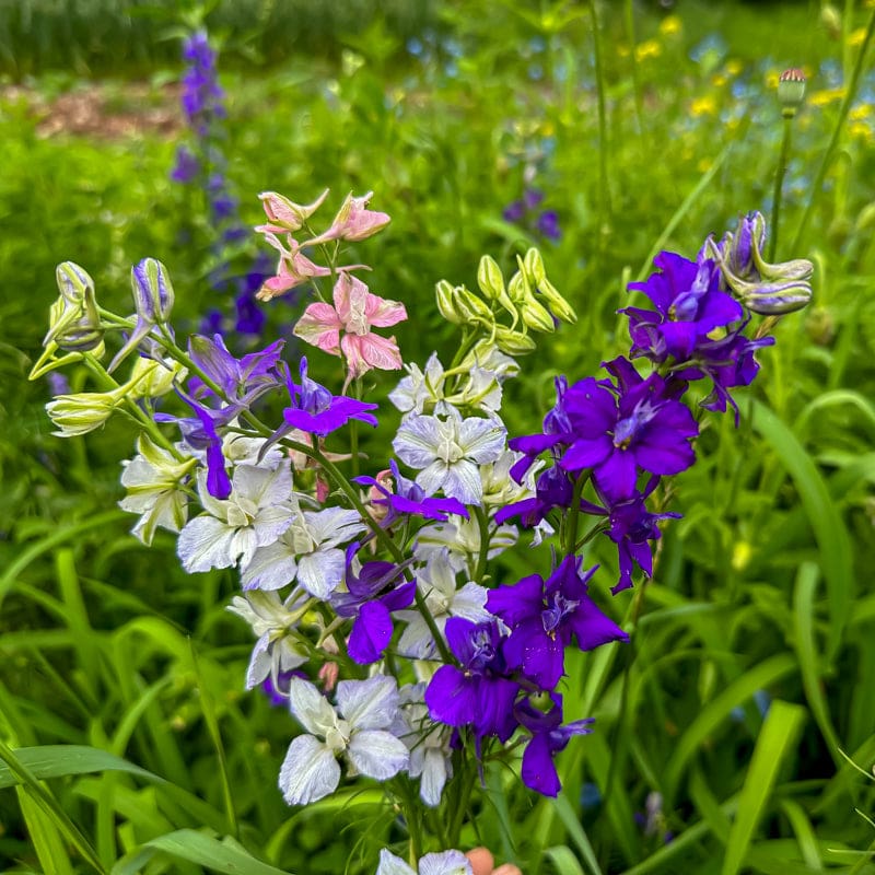 Giant Imperial Mix Larkspur Pinetree Garden Seeds