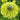 Bee on a bright green zinnia flower with green leaves in the background