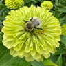 Bee on a bright green zinnia flower with green leaves in the background