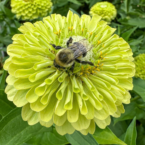 天然石花瓶　PASSED BIGBA Giant Lime Zinnia – Pinetree Garden Seeds