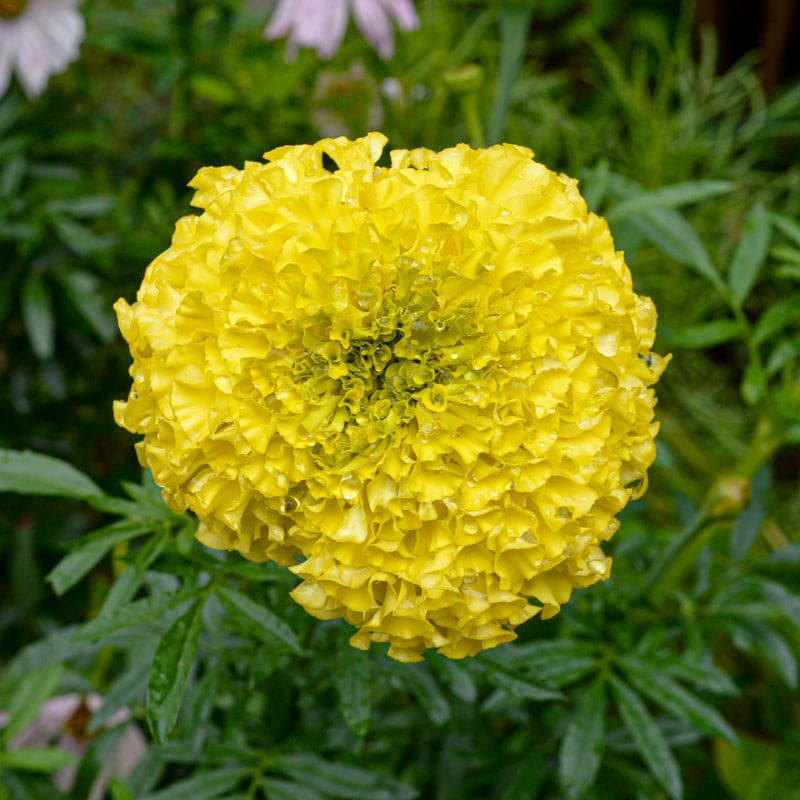 giant yellow marigold seeds Giant Yellow Marigold