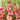 Gladiolus ’Apricot Bubble Gum’ - Spring