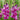 Gladiolus ’Purple Art’ - Spring