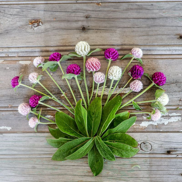 Globe Amaranth – Pinetree Garden Seeds