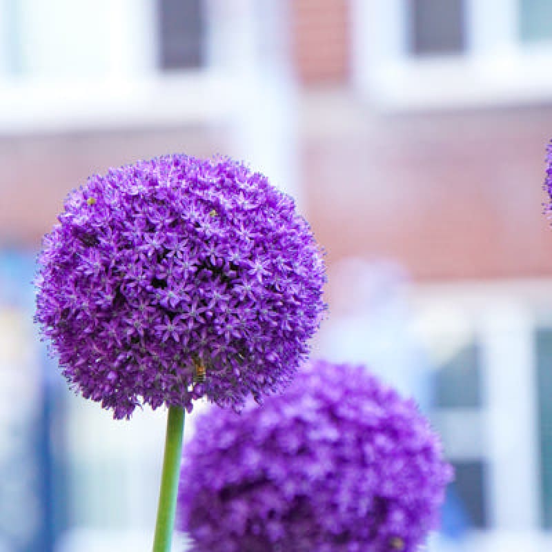 Globemaster Allium