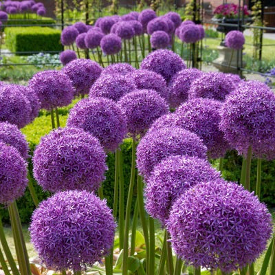 Globemaster Allium