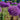 Globemaster Allium - Fall