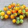 Gold Nugget Tomato (55 Days) - Vegetables