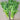 Golden Self Blanching Celery (Heirloom 105 Days) - Vegetables