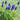 Grape Hyacinth - Fall