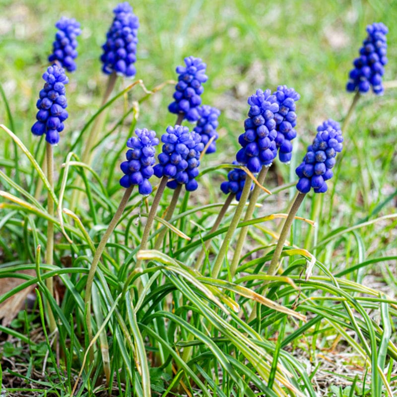 Grape Hyacinth