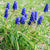 Grape Hyacinth