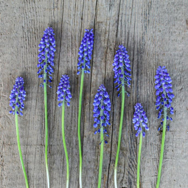 Grape Hyacinth - Fall