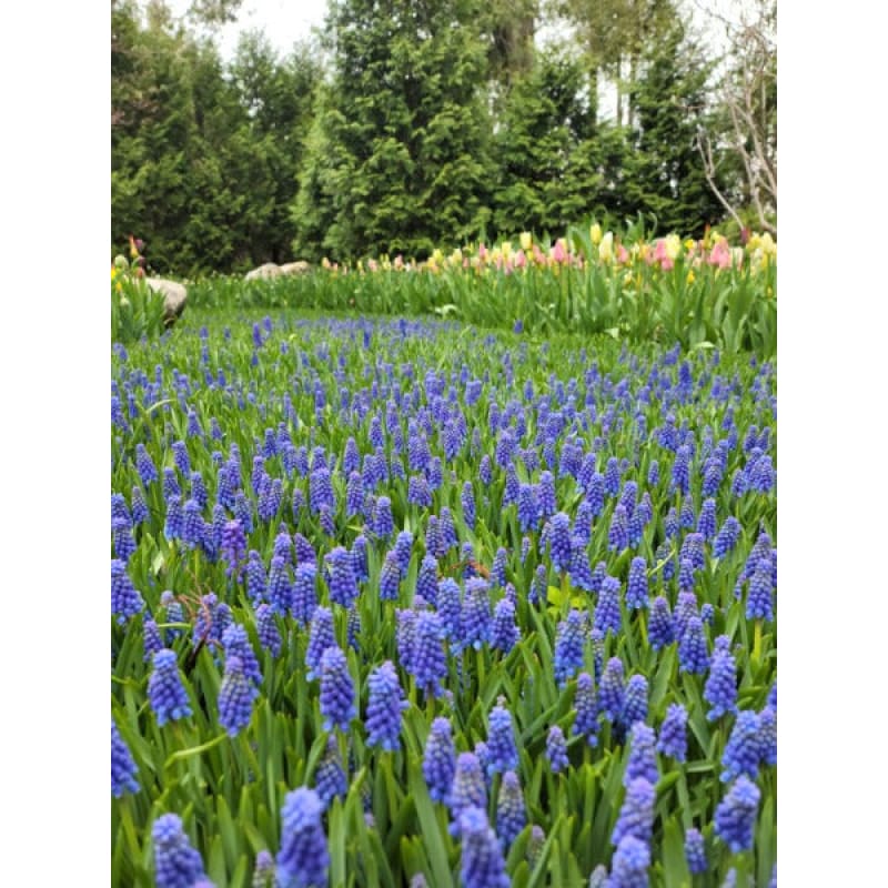Grape Hyacinth &ndash; Pinetree Garden Seeds