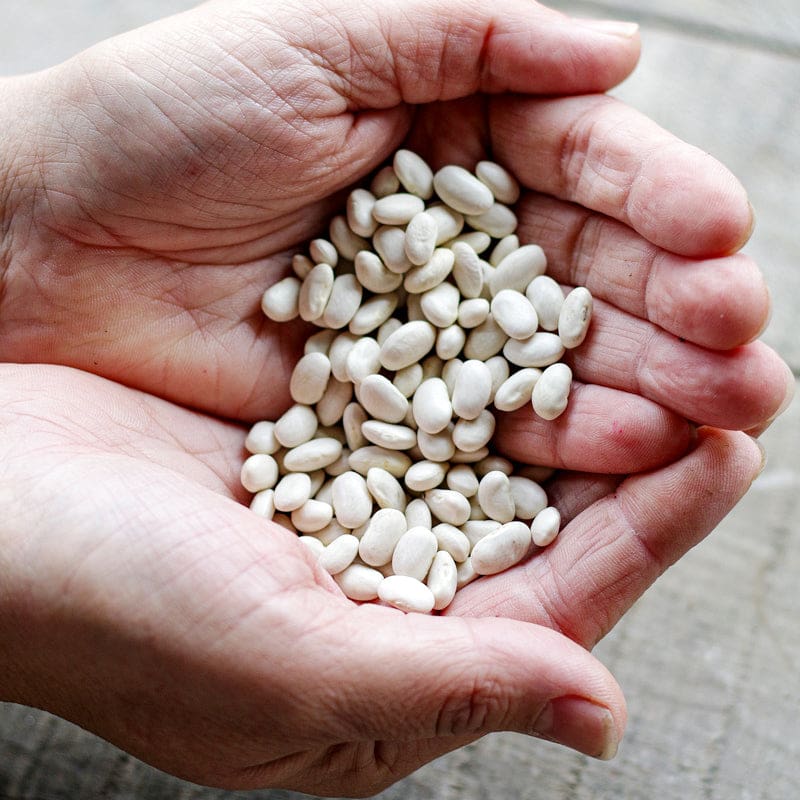 Great Northern Dried Bean (Heirloom 90 Days) Garden Seeds