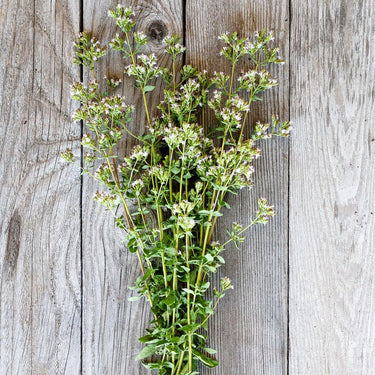 Greek Oregano - Herbs