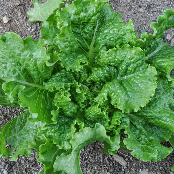thumbnail image 2 of 600+ GREEN ICE Lettuce Seeds - Organic, Non-GMO - Little Seed Store - Easy Grow 2 of 6