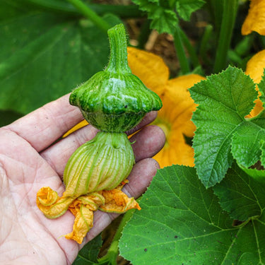 Green Lightning Summer Squash (F1 Hybrid 45 Days) - Vegetables
