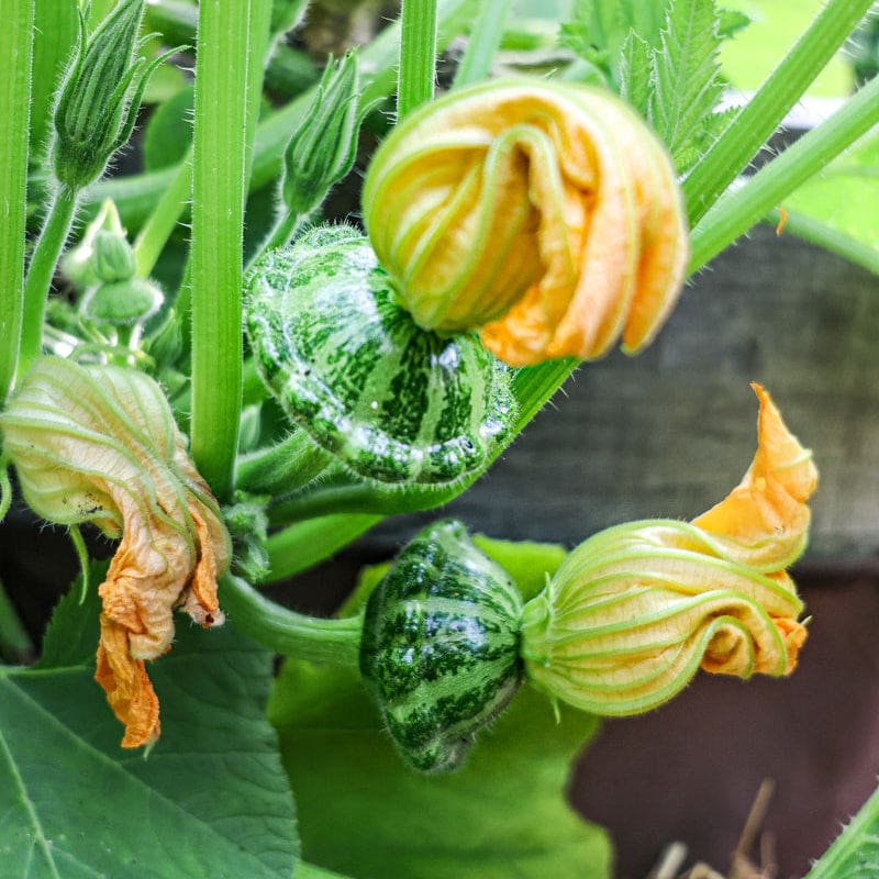lightning plant seeds Green Lightning Summer Squash (F1 Hybrid 45 Days)