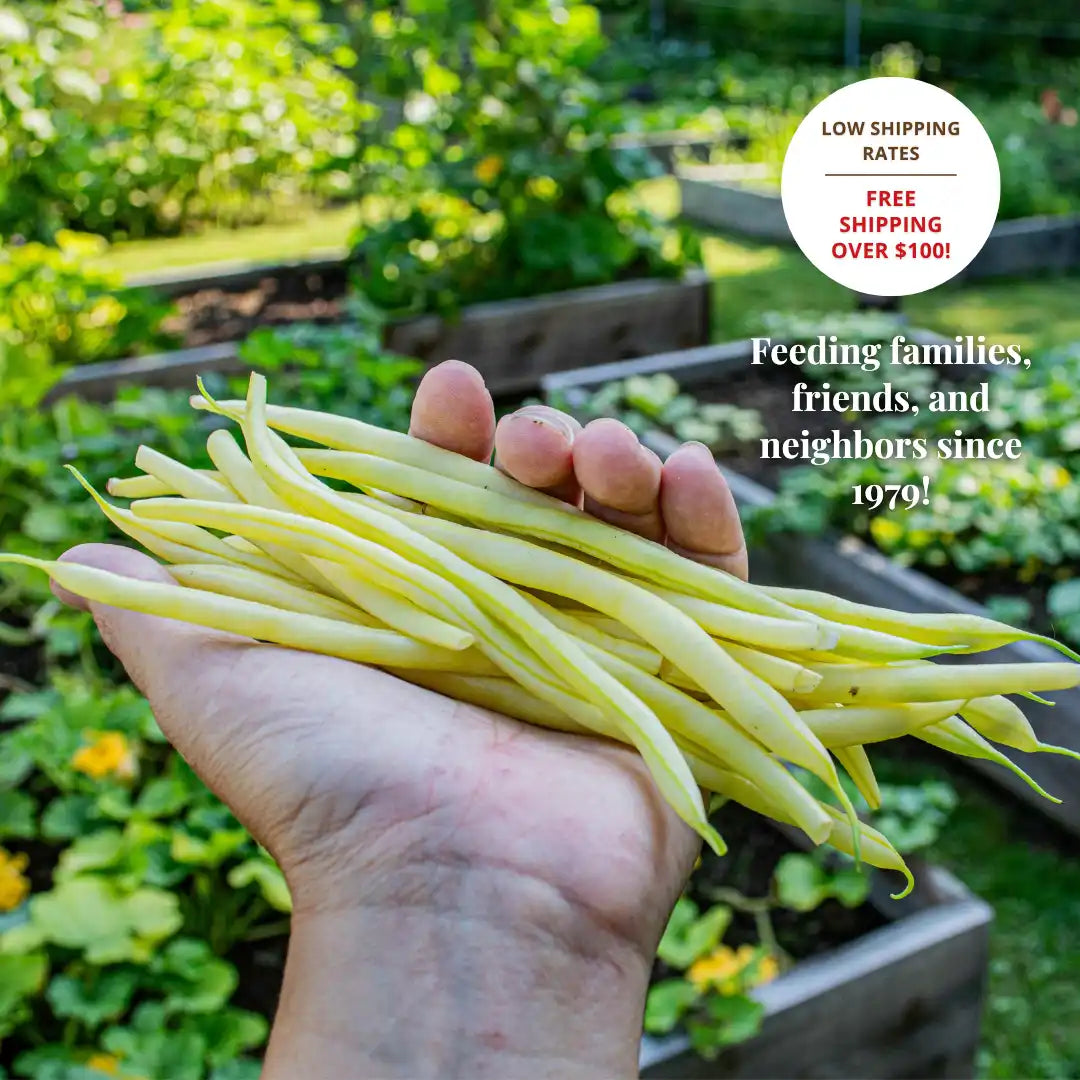 A handful of fresh, yellow string beans.