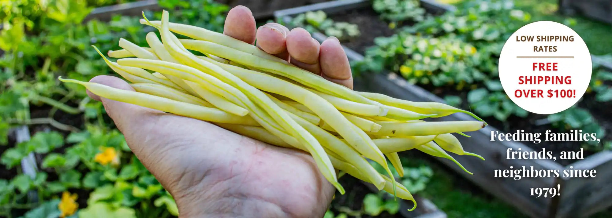 A handful of freshly harvested yellow string beans.