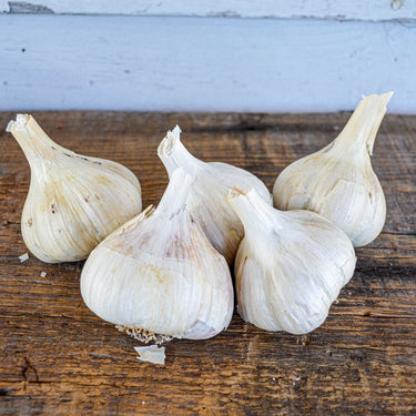 Hardneck Garlic-Armenian (Fall Planting) - Bulb