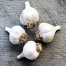 Hardneck Garlic Georgia Crystal (Fall Planting) Bulb