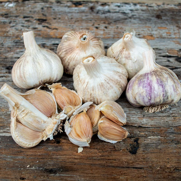 Hardneck Garlic-German Red (Fall Planting)