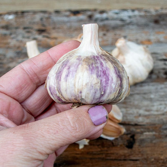 Hardneck GarlicGerman Red (Fall Planting) Garden Seeds