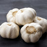 Hardneck Garlic-Montana Giant (Fall Planting) - Bulb