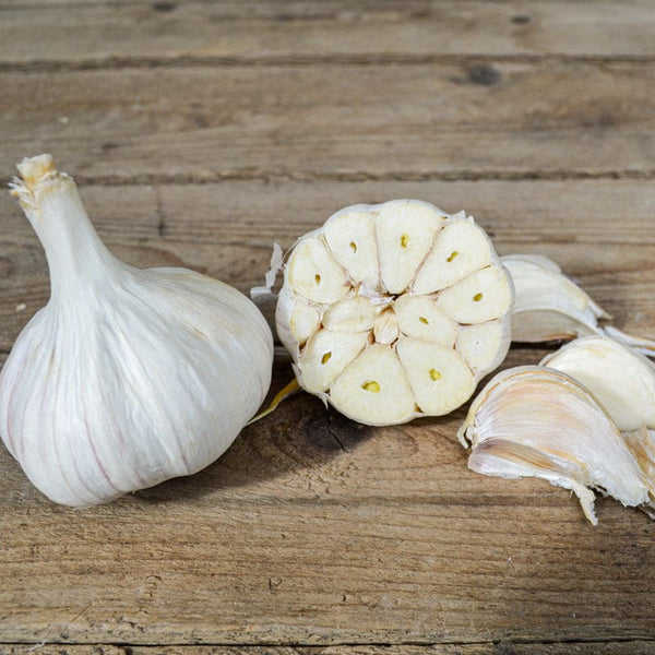 garlic seeds for planting Hardneck Garlic-Persian Star (Fall Planting) – Pinetree Garden Seeds