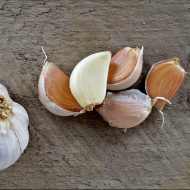 Hardneck Garlic - Russian Red (Fall Planting) - Fall
