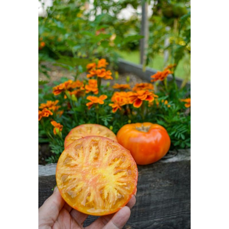 harvest tomato seeds for planting Harvest Moon Tomato (Organic F1 Hybrid 75 Days) – Pinetree Garden Seeds