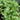 Healthy Blend Greens Mix (1oz) - Vegetables