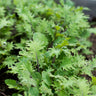 Healthy Blend Greens Mix (1oz) - Vegetables