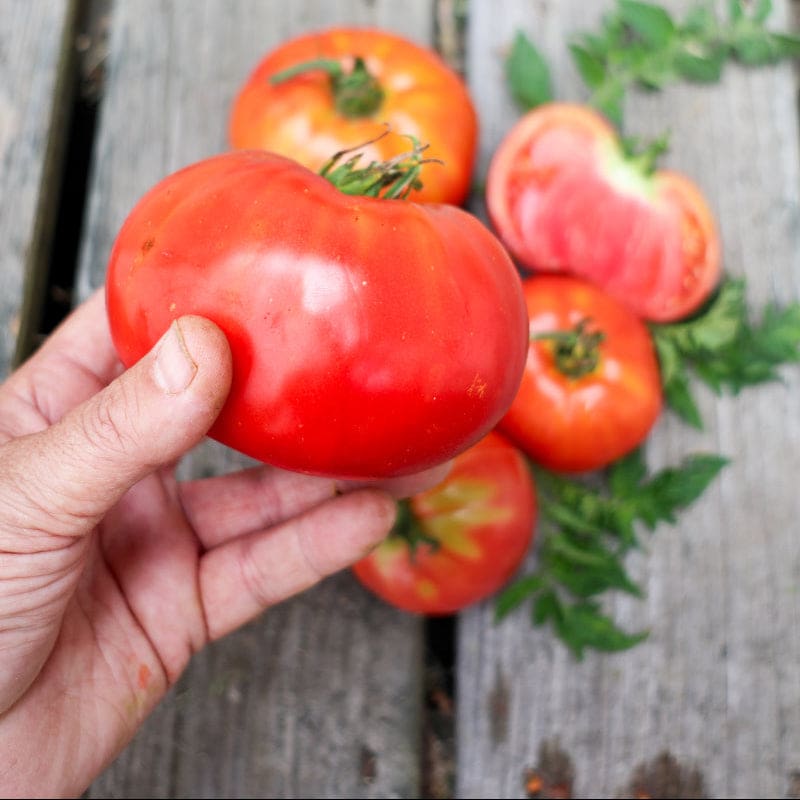 heinz tomato plant seeds Heinz Classic Processor Tomato (75 Days)